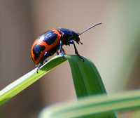 [Ladybug]