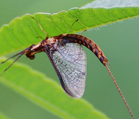 [Mayfly]