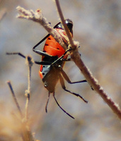 [Milkweed Bug]