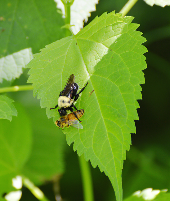 [Robber Fly Meal]