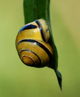 [Saffron Snail]