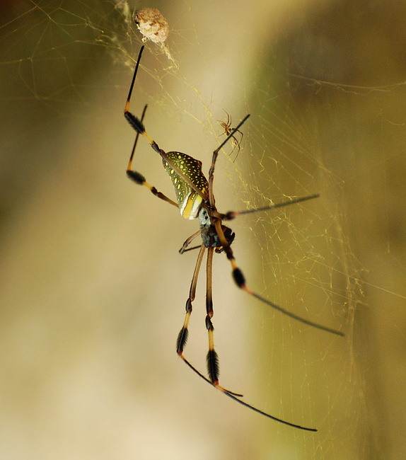 [Banana Spider]