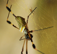 [Banana Spider]
