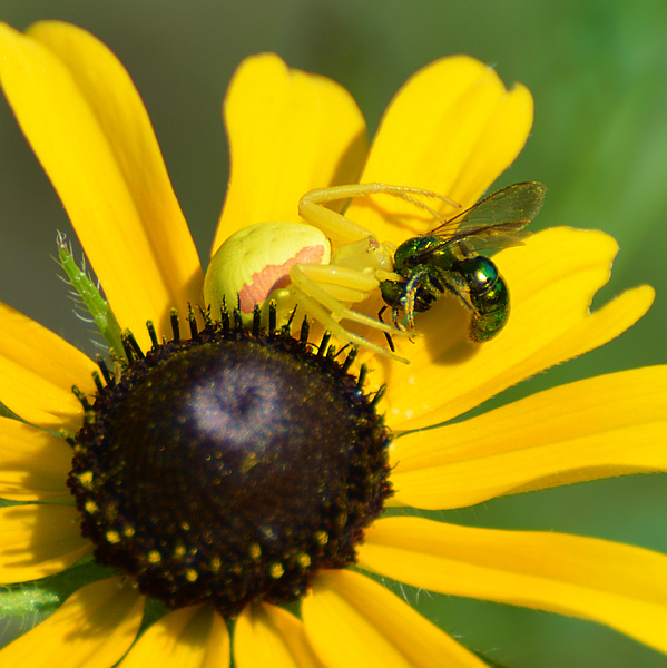 [Crab Spider Meal]