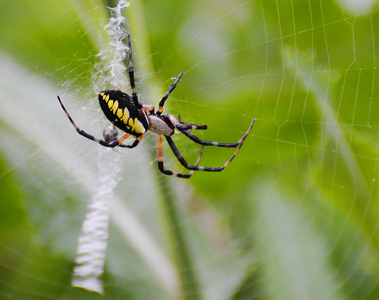 [Golden Garden Spider]