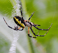 [Golden Garden Spider]