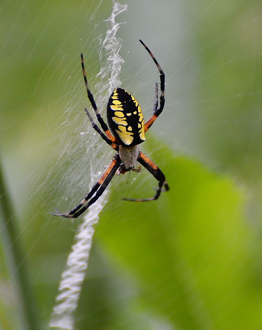 [Golden Garden Spider]