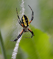 [Golden Garden Spider]