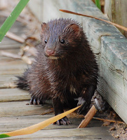 [American Mink]