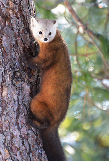 [Pine Marten]