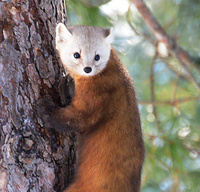 [Pine Marten]