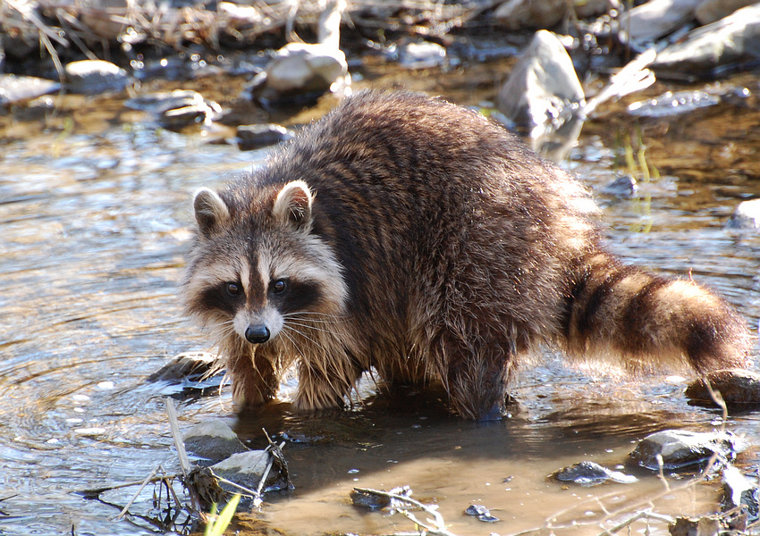 [Raccoon]