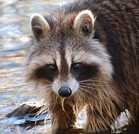 [Raccoon]