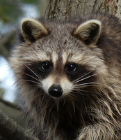 [Raccoon]
