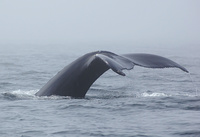[Humpback In The Mist]