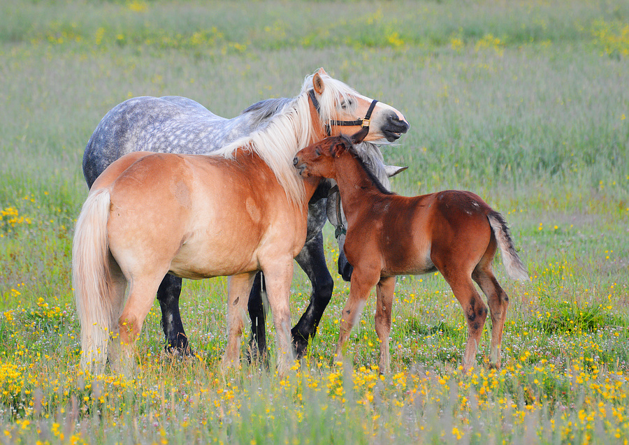 [Constance Bay Horses]