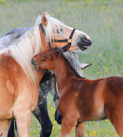 [Constance Bay Horses]