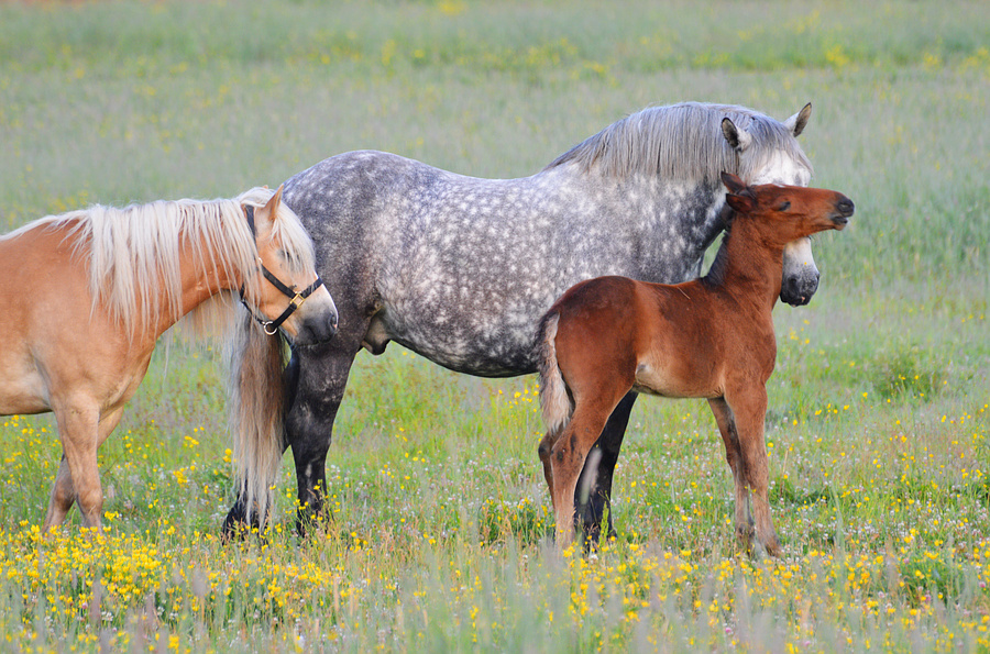 [Constance Bay Horses]