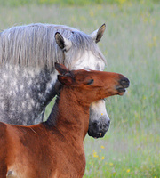 [Constance Bay Horses]