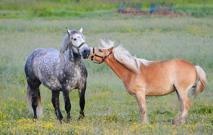 [Constance Bay Horses]