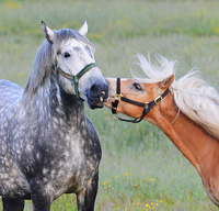 [Constance Bay Horses]