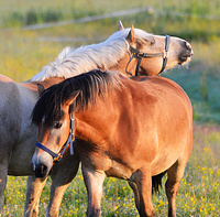 [Constance Bay Horses]