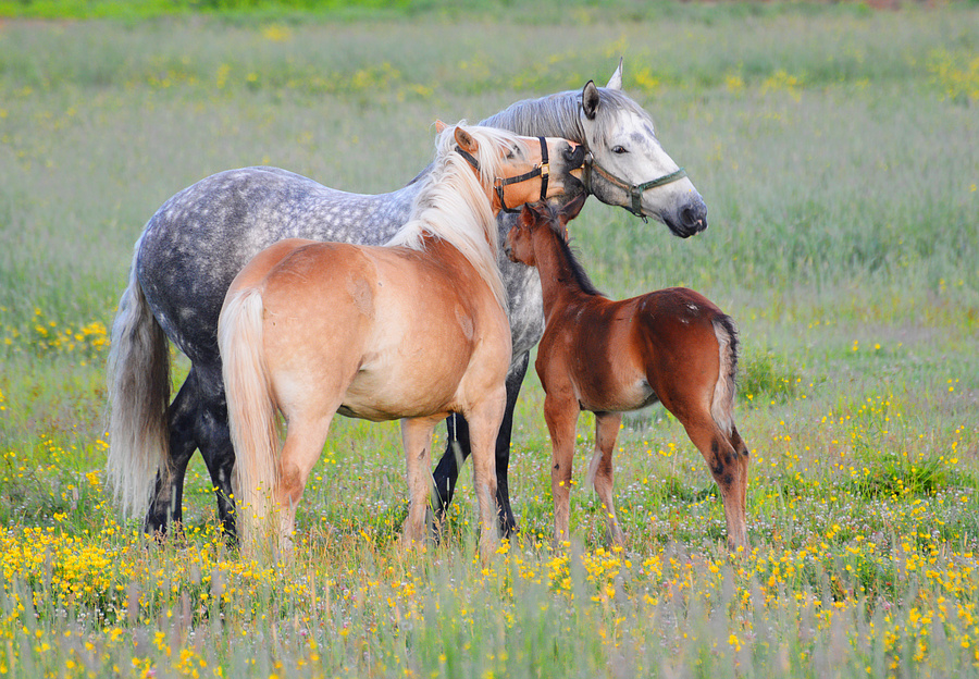 [Constance Bay Horses]