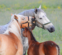 [Constance Bay Horses]