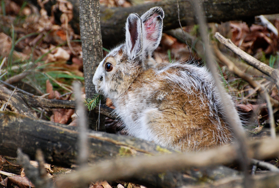 [March Hare]