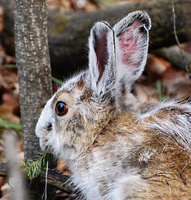 [March Hare]
