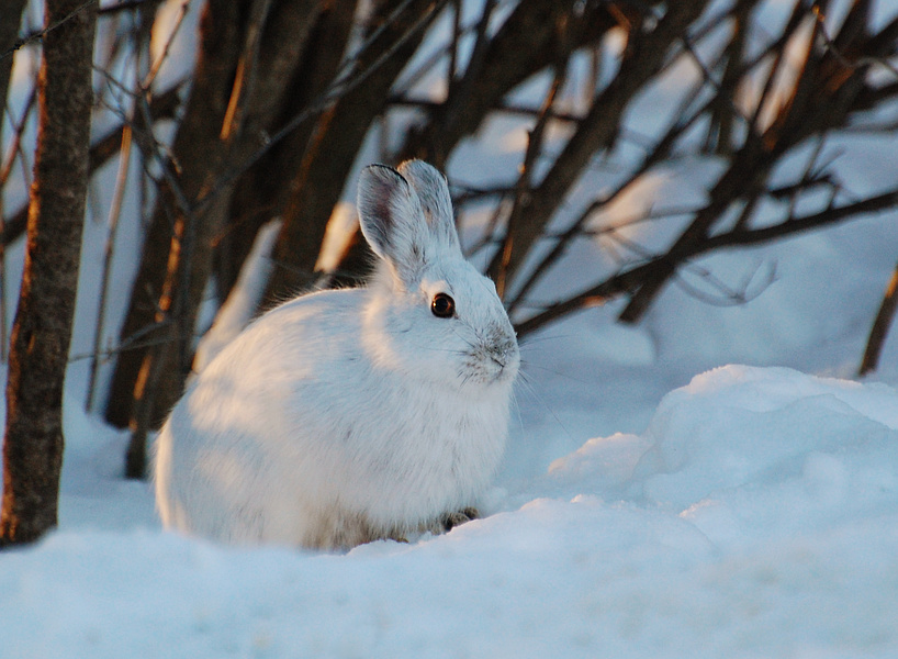 [Snowshoe Hare]
