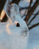 [Snowshoe Hare]