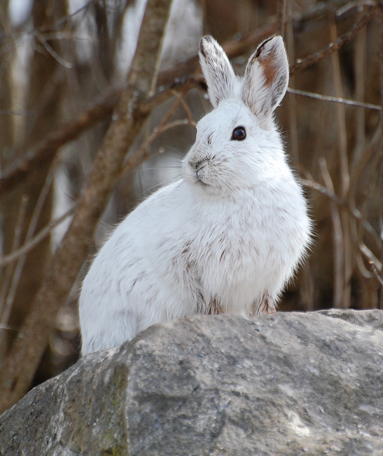[Snowshoe Hare]