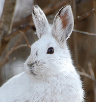 [Snowshoe Hare]