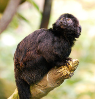 [Goeldi's Marmoset]