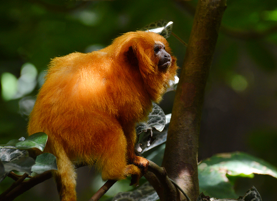 [Golden Lion Tamarin]