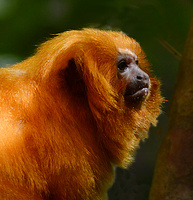 [Golden Lion Tamarin]