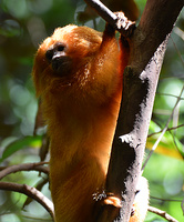 [Golden Lion Tamarin]