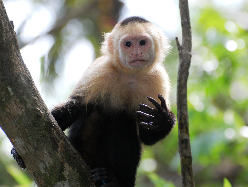 [White-Faced Capuchin]
