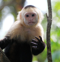 [White-Faced Capuchin]