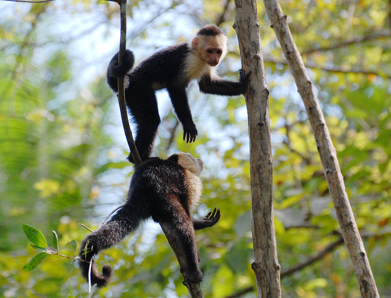 [White-Faced Capuchins]