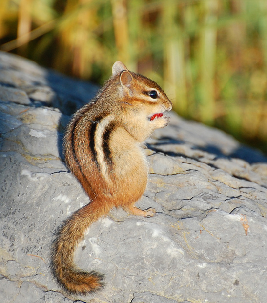 [Chipmunk Snack]