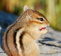 [Chipmunk Snack]