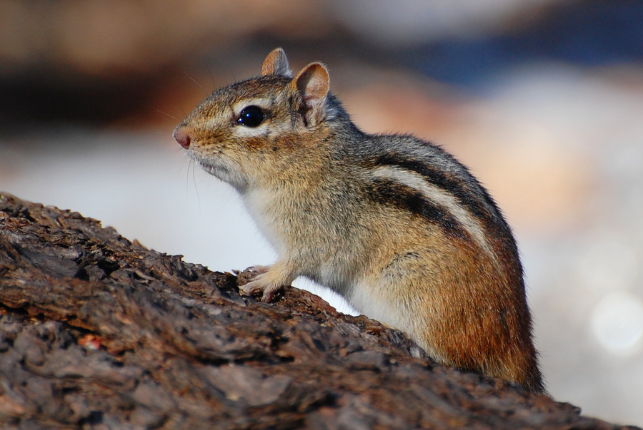 [Eastern Chipmunk]