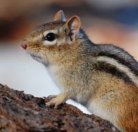 [Eastern Chipmunk]
