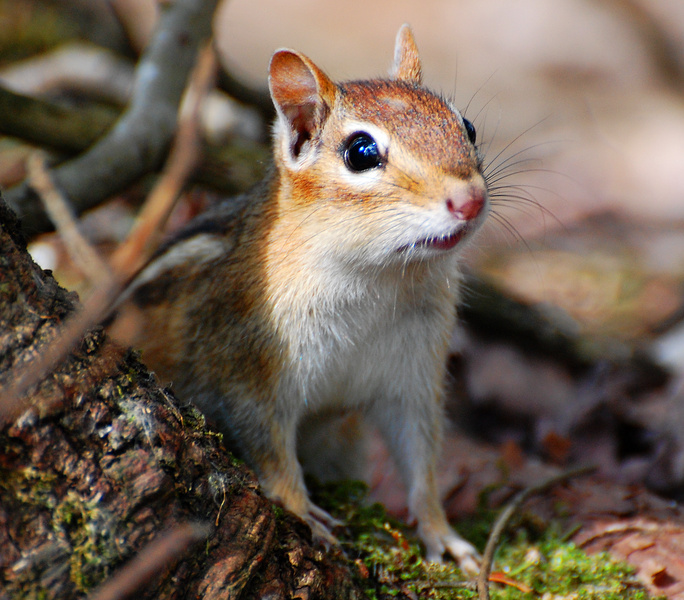 [Eastern Chipmunk]