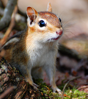 [Eastern Chipmunk]