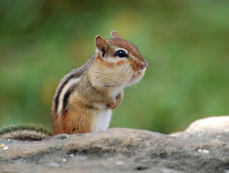 [Eastern Chipmunk]