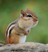 [Eastern Chipmunk]