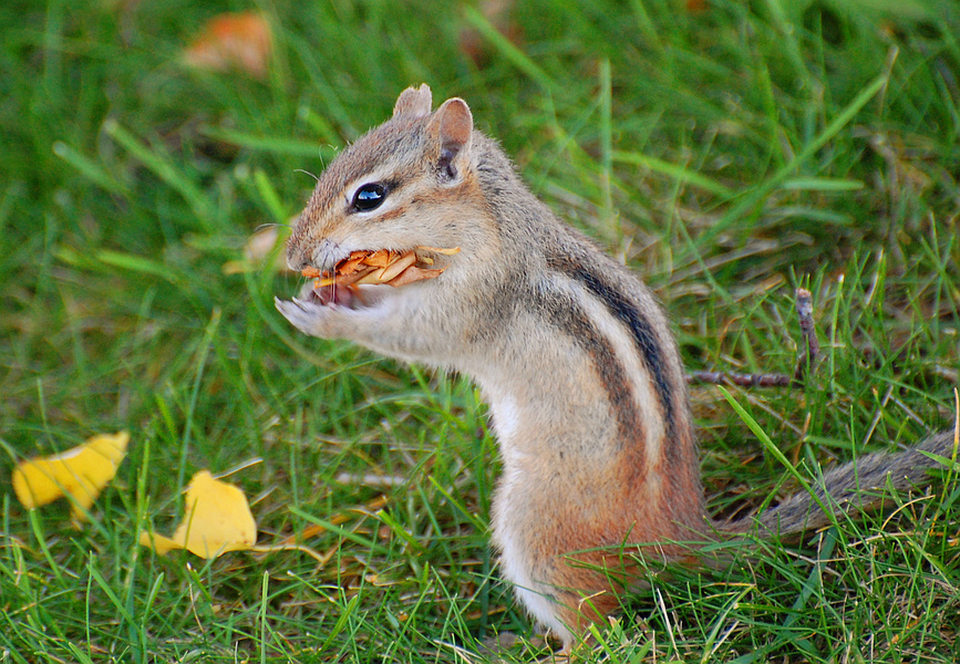 [A Mouthful of Autumn]